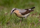 Wheatear_32802.jpg