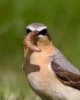 Wheatear_32814.jpg