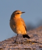 Wheatear_54786.jpg