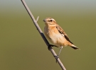 Whinchat_5D_28172.jpg