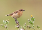 Whinchat_75399.jpg