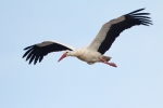 White-Stork-In-Flight_18369.jpg