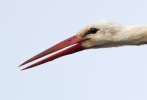 White-Stork-In-Flight_18381.jpg