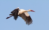 White-Stork-In-Flight_19433.jpg