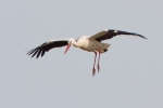 White-Stork-In-Flight_19625.jpg