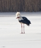 White-Stork_18505.jpg