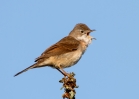 Whitethroat_33987.jpg