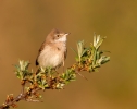 Whitethroat_34489.jpg