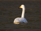 Whooper-Swan_6202.jpg