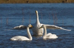 Whooper-Swan_70133.jpg