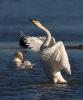 Whooper-Swan_70270.jpg