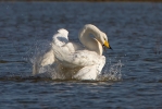 Whooper-Swan_74521.jpg