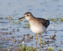 Wood-Sandpiper_5D_24238.jpg