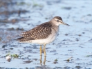 Wood-Sandpiper_5D_24253.jpg