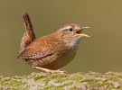 Wren_22661.jpg