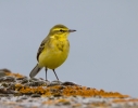 Yellow-Wagtail_58940.jpg