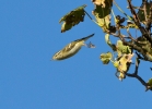 Yellow-browed-Warbler-In-Fl.jpg