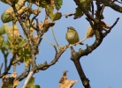 Yellow-browed-Warbler_1321.jpg