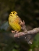 Yellowhammer_88209.jpg