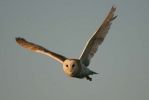 Barn_Owl.jpg