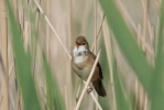 IMG_0590-Reed-Warbler-1.jpg