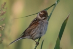 IMG_1371-Reed-Bunting.jpg