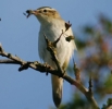 IMG_1577-Sedge-Warbler__.jpg