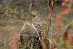 IMG_2525-Yellow-Wagtail-(Ju.jpg