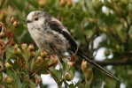 IMG_2610-Long-Tailed-Tit.jpg