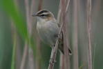 IMG_2845-Sedge-Warbler-2.jpg