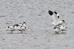 Avocet_-_KoB_10_Mar_2014.jpg