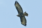 Common_Buzzard_-_KoB_26_Sep_2011.jpg