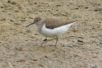 Common_Sandpiper_-_KoB_2_Oct_2012.jpg