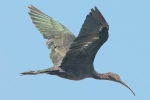 Glossy_Ibis_-_Frampton_14_Jul_2014_28329.jpg