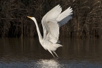 Great_White_Egret_-_KoB_12_Dec_2011.jpg