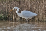 Great_White_Egret_-_KoB_12_Jan_2012.jpg