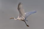 Great_White_Egret_-_KoB_2_Dec_2011_(1).jpg