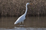 Great_White_Egret_-_KoB_2_Dec_2011_(2).jpg