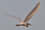 Great_White_Egret_-_KoB_7_Dec_2011_(1).jpg