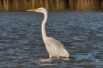 Great_White_Egret_-_KoB_7_Dec_2011_(2).jpg