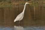 Great_White_Egret_-_KoB_9_Dec_2011_(1).jpg