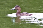 Pochard_-_KoB_29_Aug_2012.jpg