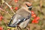 Waxwing_-_Old_Bolingbroke_-_29_Nov_2012_28129.jpg