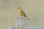 Yellowhammer_-_Covenham_8_Oct_2012.jpg