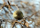 Chiffchaff_4lbc.jpg