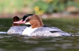 Goosander_2_lbc.jpg