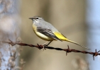 Grey_Wagtail_4lbc.jpg