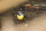 Grey_Wagtail_5lbc.jpg