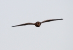 Short_Eared_Owl_2lbc.jpg