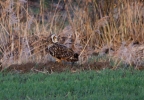 Short_Eared_Owl_3lbc.jpg